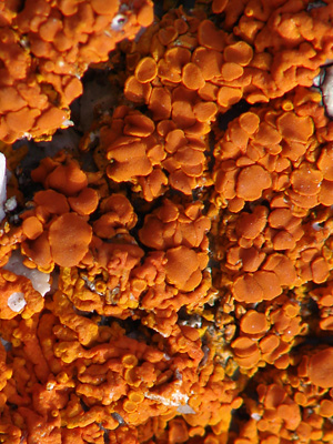 Xanthoria elegans