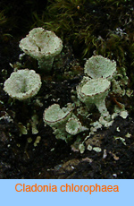 Cladonia chlorophaea