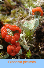 Cladonia pleurota