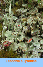 Cladonia sulphurina