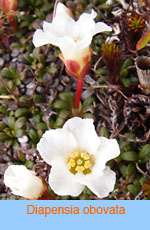 Diapensia obovata