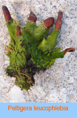 Peltigera leucophlebia