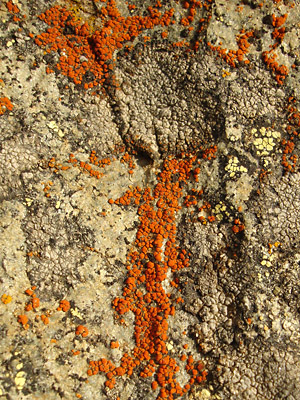 Xanthoria elegans