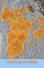 Xanthoria sorediata