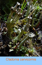 Cladonia cervicornis