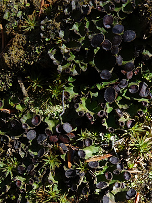 Peltigera venosa