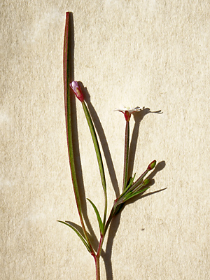 Epilobium species