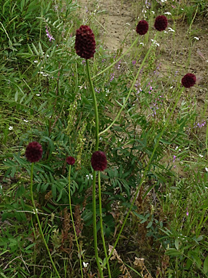 Sanguisorba officinalis