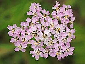 Achillea millefolium