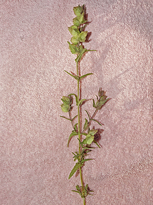 Rhinanthus minor