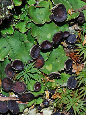 Peltigera venosa