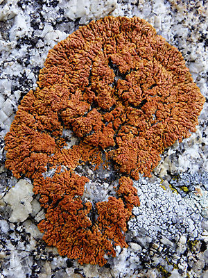 Xanthoria elegans