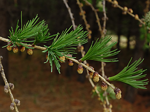 Larix laricina