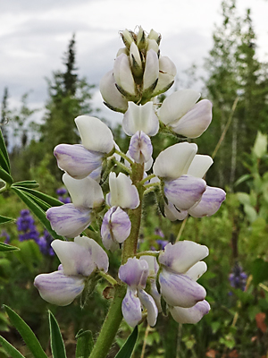 Lupinus arcticus