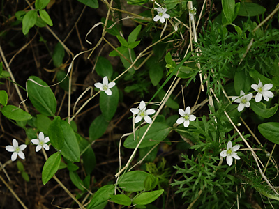 Moehringia lateriflora