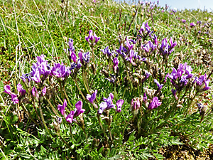 Oxytropis scammaniana