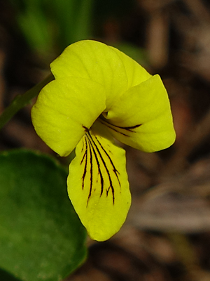 Viola biflora