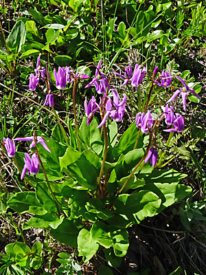 Primula frigida