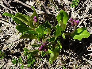 Primula frigida