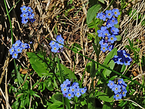 Myosotis asiatica