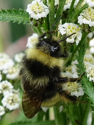 Achillea alpina