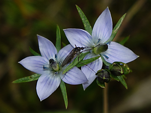 Lomatogonium rotatum