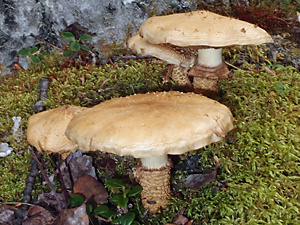 Cystoderma amianthinum