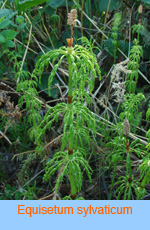 Equisetum sylvaticum