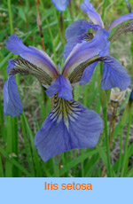 Iris setosa