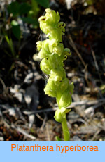 Platanthera hyperborea