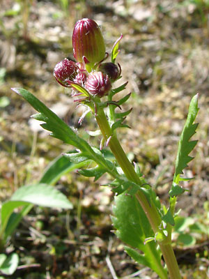 Butterweed red stem