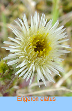 Erigeron elatus