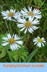 Symphyotrichum_boreale