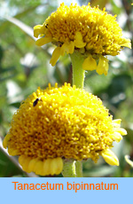 Tanacetum_bipinnatum