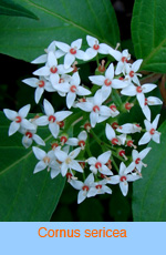 Cornus sericea