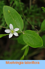 Moehringia lateriflora