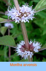 Mentha arvensis