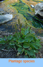 Plantago species