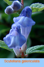 Scutellaria galericulata