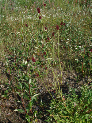 Sanguisorba officinalis