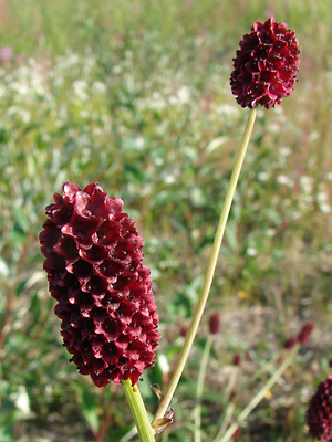 Sanguisorba officinalis