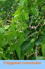 Polygonum convolvulus