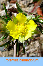 Potentilla bimundorum