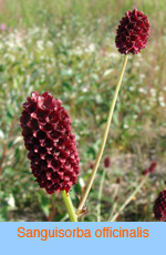 Sanguisorba officinalis