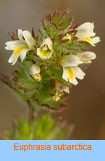 Euphrasia subarctica