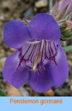 Penstemon gormanii