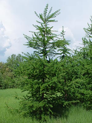 Larix laricina