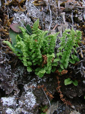 Woodsia glabella