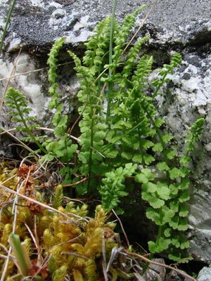 Woodsia glabella