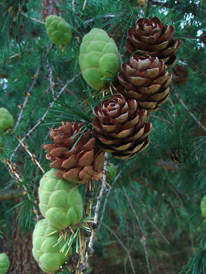 Larix laricina